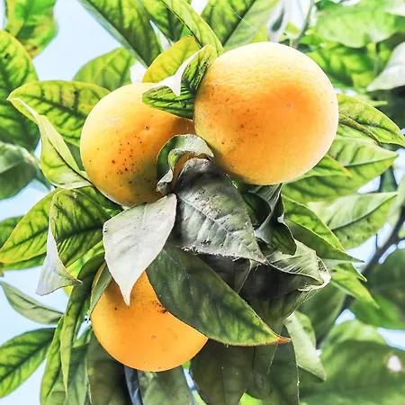 Lägenhet Portucale ! Moscavide Casa Branca W/ Terrace *