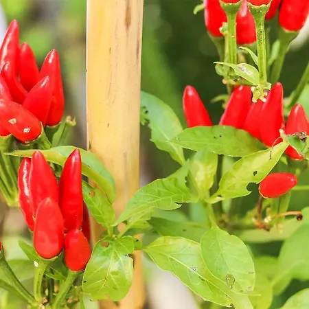 Portucale ! Moscavide Casa Branca W/ Terrace Апартаменты